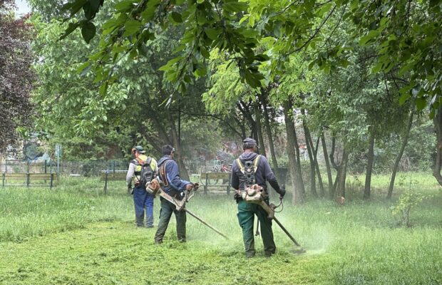 spatiile verzi din timisoara