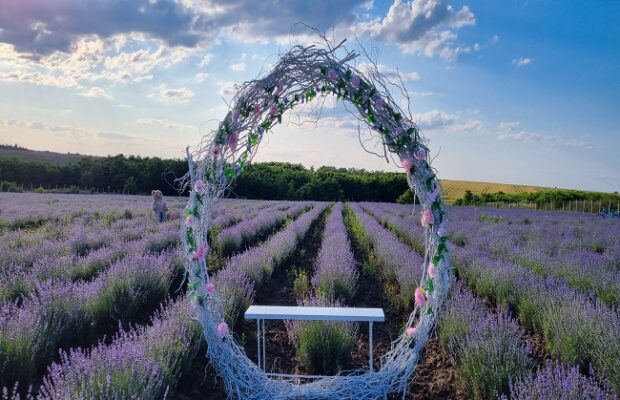 lavanda de la costei