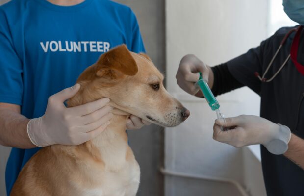 servicii veterinare animale timis