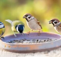 group,of,little,birds,perching,on,a,bird,feeder,with
