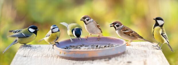 group,of,little,birds,perching,on,a,bird,feeder,with