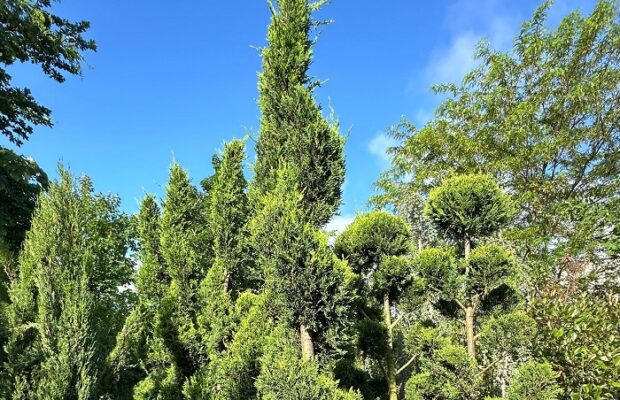 horticultura ofera spre vanzare arbori