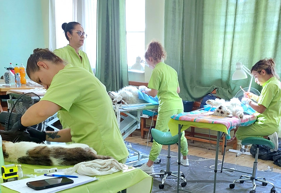 sterilizare campanie dogs center