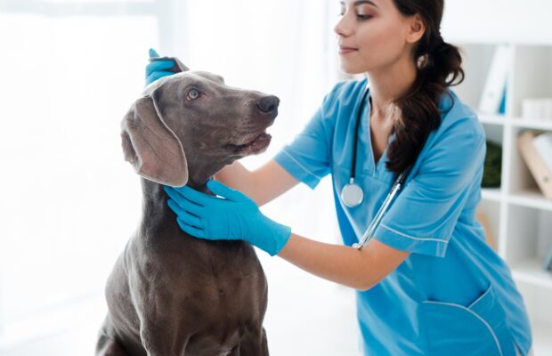 beautiful, attentive veterinarian examining ear of weimaraner dog