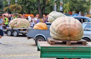 daniludaie 2014 sosireadovlecilorkikinda foto credit romana rista, fata care gateste cu flori