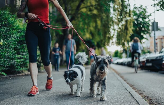 unrecognizable woman walking her dogs on a leash in the city