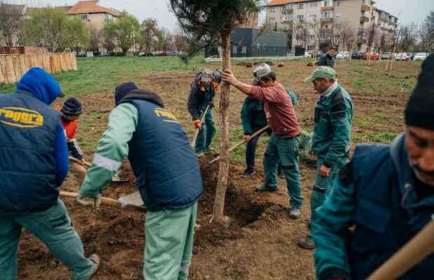 plantari de toamna la timisoara