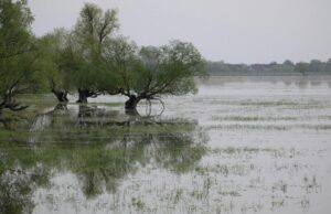 inundatii mesaje ro alert timis