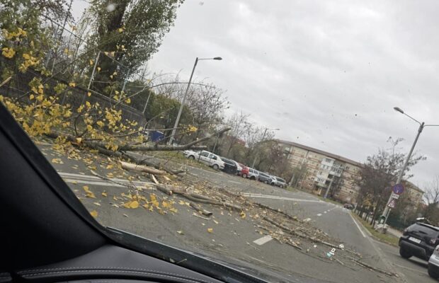 copac cazut timisoara