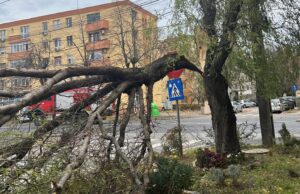 copac cazut timisoara cod portocaliu vant