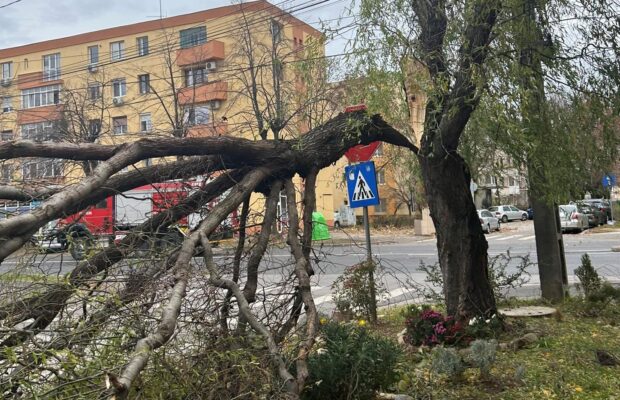 copac cazut timisoara cod portocaliu vant