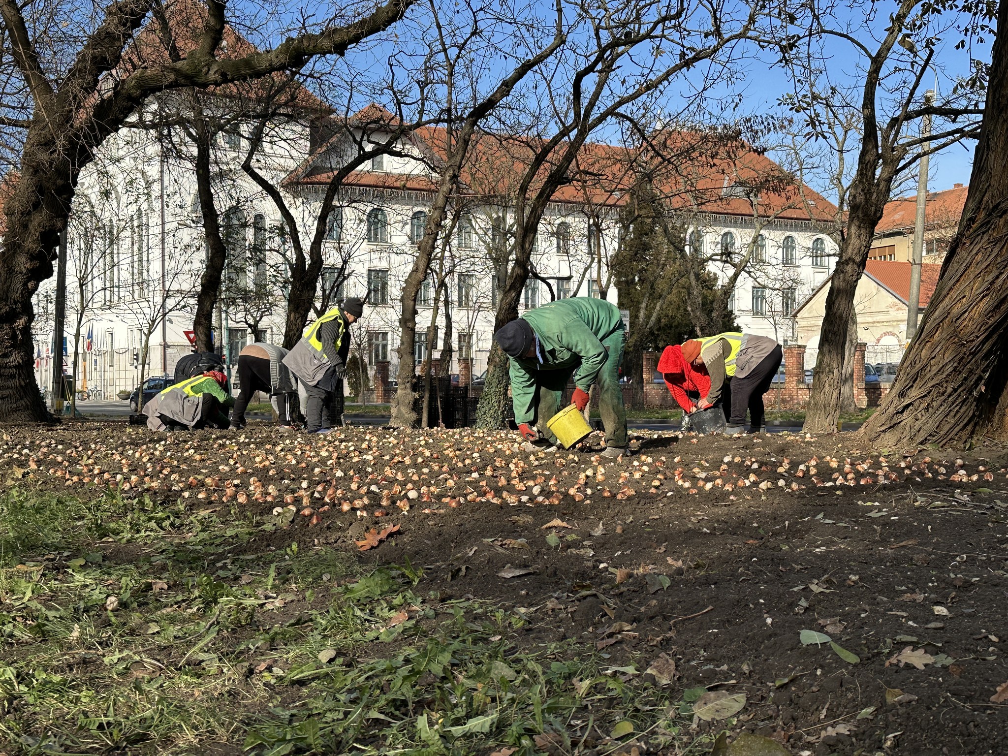 lalele plantate in parcul justitiei