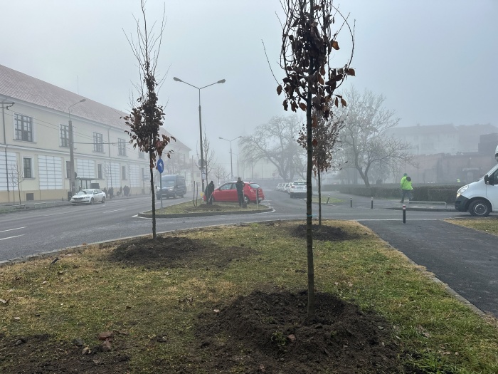 horticultura planteaza pomi in centrul timisoarei