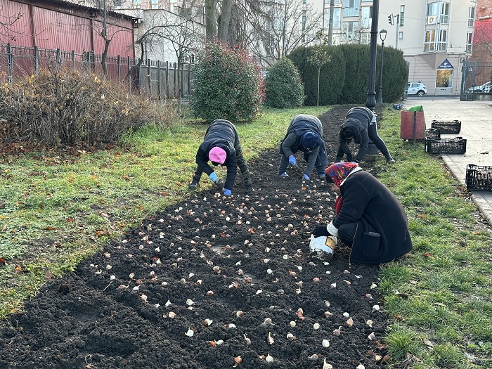 lalele plantate in parcul botanic din timisoara