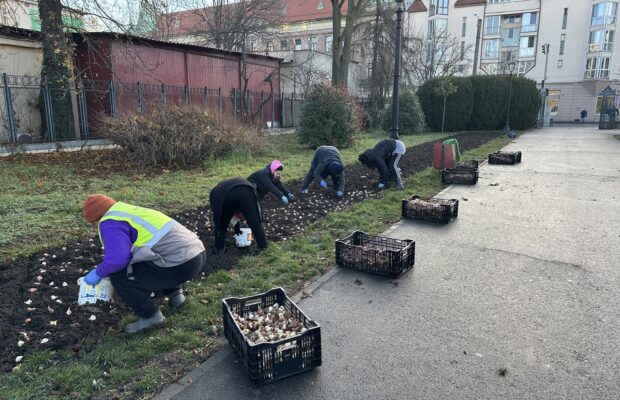 plantari in parcul botanic din timisoara