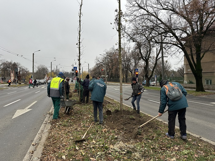 plantari pe str michelangelo din timisoara