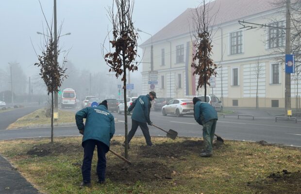 plantati de copaci la timisoara