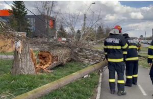copac cazut in timisoara