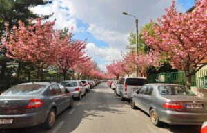 ciresi japonezi la timisoara