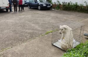 dogs center campanie sterilizari