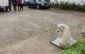 dogs center campanie sterilizari