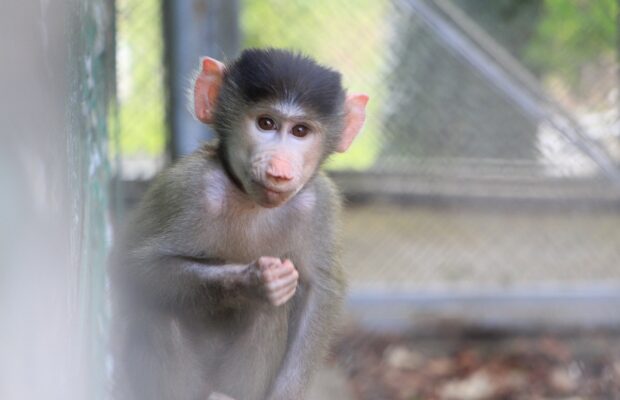 madalin pui maimuta babuin zoo resita