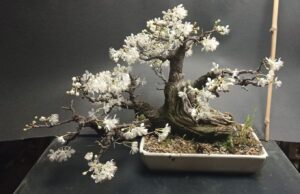 cactuși și bonsai – expoziție & târg la indecis artist run (2)