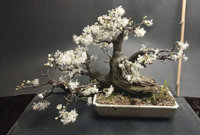 cactuși și bonsai – expoziție & târg la indecis artist run (2)